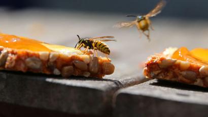 Bild: Karl-Josef Hildenbrand/dpa/dpa-tmn
Wegen des warmen und trockenen Frühlings sind viele Wespen in Bayern unterwegs. (Archivbild)