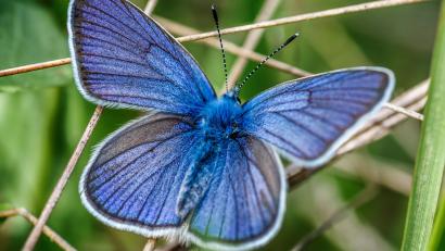 Bild:  bukhta79/stock.adobe.com
Der Himmelblaue Bläuling – in Folge des Klimawandels kann man diesen Schmetterling jetzt auch in Amberg sehen.