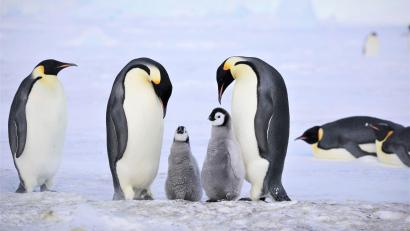 Bild: Myeongho Seo,mydada88@gmail.com/dpa
Kaiserpinguine mit Küken.