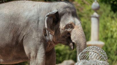 Bild: Jan Saurer/Tierpark Hellabrunn/dpa
Die Asiatische Elefantenkuh Temi ist wieder trächtig.