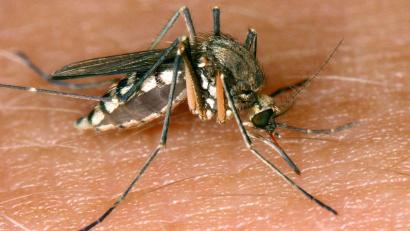 Bild: Andreas Lander/dpa-Zentralbild/dpa
Eine West-Nil-Virus-Infektion in Rheinland-Pfalz ist die erste bekannte Ansteckung im Inland in diesem Jahr. (Symbolbild)