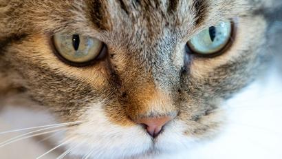 Bild: Sven Hoppe/dpa
Die Katze verkeilte sich hinter dem Auspuff eines Autos. (Symbolbild)