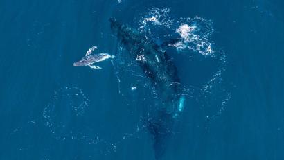 Bild: Alexander Forrest/Organisation for the Rescue and Research of Cetaceans in Australia (ORRCA)/dpa
Experten halten die Drohnen-Aufnahmen für eine Weltpremiere.