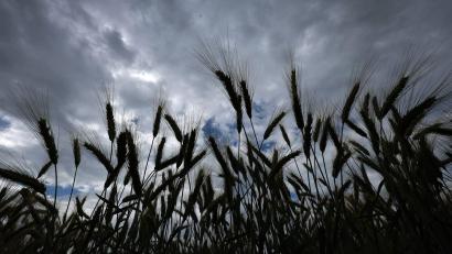 Bild: Karl-Josef Hildenbrand/dpa
Bei einer Obduktion sollen nun die genaue Todesursache und die Identität des Toten geklärt werden, der in einem Feld gefunden wurde. (Symbolbild)