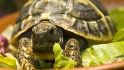 Symbolbild: agentur_dpa
Eine europäische Sumpfschildkröte (Symbolbild) wurde in Hirschau gefunden. Die Polizei sucht den Besitzer.