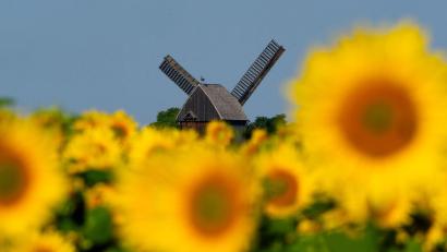 Bild: Georg-Friedrich Moritz/dpa
Sonnenblumen leuchten auf einem Feld in der Sonne vor der Bockwindmühle Beelitz in Brandenburg.