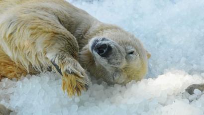 Bild: Michael Heitmann/dpa
Ein Eisbär wälzt sich bei sommerlicher Hitze genüsslich im Eis.