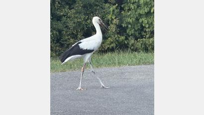 Bild: Elisabeth Dobmayer
Elegant stolzierte der Storch wie ein Spaziergänger die Straße entlang.