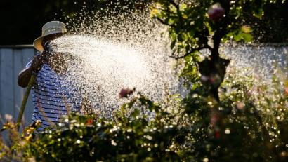 Symbolbild: Julian Stratenschulte/dpa
Wegen niedriger Pegel in den Trinkwasserbrunnen bittet die Stadt Nabburg die Bürger, in ihren Privatgärten nur soviel zu bewässern wie unbedingt nötig ist und den Rasen gar nicht. Die Stadt beschränkt das Gießen öffentlichen Blumenschmucks ebenfalls und verwendet kein Trinkwasser.