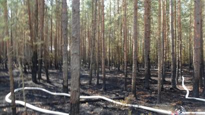 Bild: ui
Wie eine Riesenschlange liegen die Schläuche der Feuerwehr in dem Areal, in dem der Wald brannte.