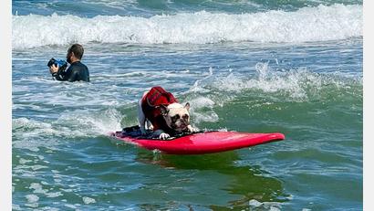 Bild: Haven Daley/AP/dpa
Wettbewerb im Hundesurfen