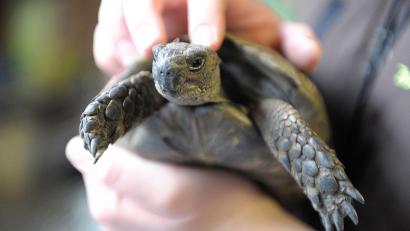 Bild: Dominique Leppin/dpa
Die Schildkröte konnte schnell in die Obhut ihres Besitzers zurückkehren. (Symbolbild)