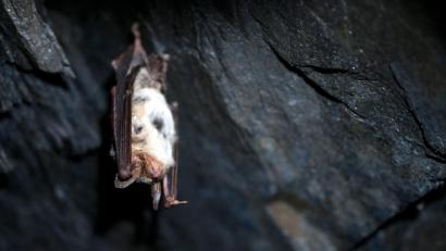 Bild: Pia Bayer/dpa/dpa-tmn
In Bayern gibt es 25 verschiedene Fledermaus-Arten, viele davon gelten als bedroht. (Symbolbild)