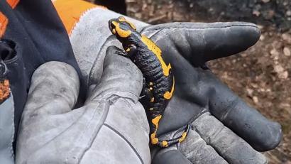 Bild: Feuerwehr Lintach
Zwischen Glut und Löschwasser auf dem Johannisberg tauchte plötzlich dieser Feuersalamander auf.