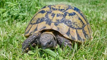 Bild: Patrick Pleul/dpa-Zentralbild/ZB
Die Schildkröte war lange vermisst. (Symbolbild)