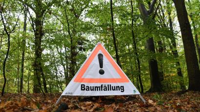 Bild: Carmen Jaspersen/dpa
Beim Umdrücken rutschte die Buche am Hang ab und streifte dabei einen abgestorbenen Baum. (Symbolbild)