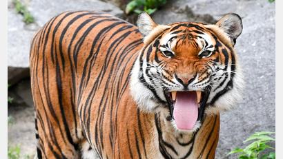 Bild: Jens Kalaene/dpa-Zentralbild/dpa
Indochinesische Tiger sind in freier Wildbahn sehr selten geworden. (Archivbild)