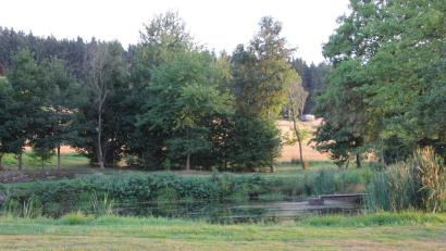 Bild: Konrad Rosner
Dieser Teich in Griesbach ist stark zugewachsen. Graskarpfen könnten nun die Lösung bringen.
