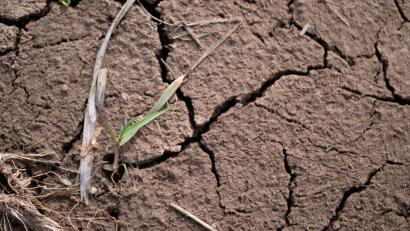 Bild: Pia Bayer/dpa
Auf vielen landwirtschaftlichen Flächen in Bayern ist derzeit der Ertrag in Gefahr, weil Hitze und Trockenheit Schäden verursachen. (Archivbild)