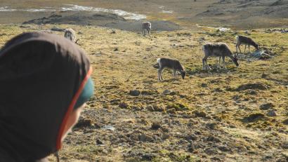 Bild: Mathilde Le Moullec/dpa
Auf Spitzbergen sind in diesem Sommer ungewöhnlich viele Rentiere verendet. (Archivbild)