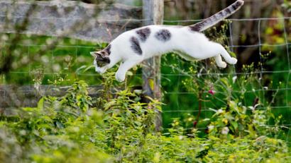 Bild: Julian Stratenschulte/dpa
Tierärzte fordern eine Kastrationspflicht von Katzen, die frei herumlaufen dürfen. (Symbolbild)