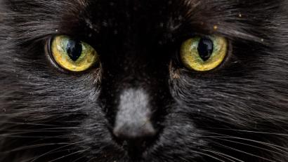 Bild: Christoph Soeder/dpa/dpa-tmn
Weiß eine KI, was diese Katzenaugen sagen?