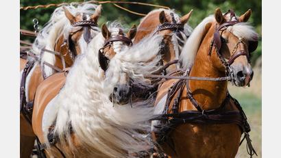 Bild: Michael Reichel/dpa
Wilde Mähne: Pferde bei der Schau zum Jubiläum des Haflinger-Gestüts Meura in Thüringen.