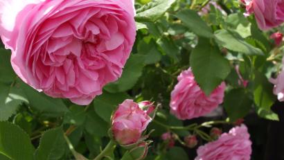 Bild: Battenberg-Gietl-Verlag
Die Duftrose Rosa damascena. Sie eignet sich gut für Küche und Hausapotheke.