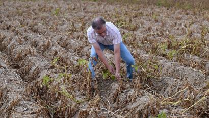 Bild: Roberto Pfeil/dpa
Viele Betriebe sind laut Bauernverband in bedrohlicher Lage. (Archivbild)