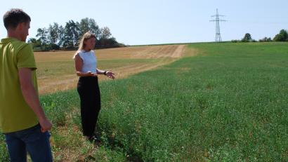 Bild: Thorsten Schreiber
Bio-Landwirtin Kathrin Brunner zeigt Mathias Beutner, Pflanzenbau-Experte im Amt für Ernährung, Landwirtschaft und Forsten Tirschenreuth-Weiden, wie gut die Luzerne mit der Trockenheit zurechtkommt. Die andere Hälfte des Felds bei Eisersdorf ist gelb, dort wächst aktuell nichts.