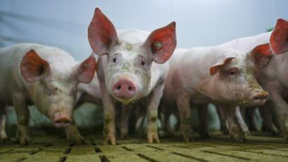 Bild: Lars Klemmer/dpa
Zahlreiche Tiere starben in den Flammen. (Symbolbild)