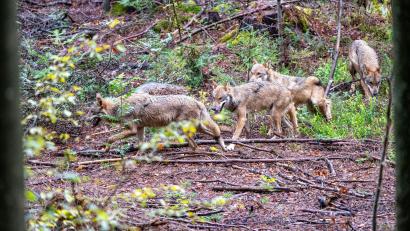 Symbolbild: Armin Weigel/dpa
Jungwölfe im Wald. Auch auf dem Übungsplatz in Grafenwöhr sind in diesem Jahr wohl mehrere junge Tiere zur Welt gekommen.