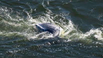 Bild: Philip Dulian/dpa
Im Greifswalder Bodden ist ein toter Wal entdeckt worden.