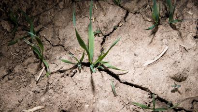 Symbolbild: Julian Stratenschulte/dpa
Viele Landwirte müssen bei der aktuellen Hitzewelle mit Einbußen in der Ernte rechnen.