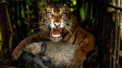 Bild: Andri Mardiansyah/XinHua/dpa
Die Tigerin wurde mit einem Ziegenkadaver angelockt.