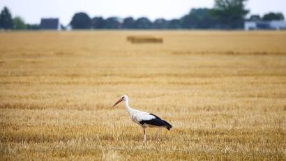 Bild: Christoph Reichwein/dpa
Auch die Wildtierwelt kämpft mit der Trockenheit. (Archivbild)