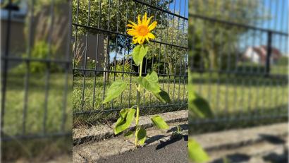 Bild: Heike Unger
Ein Bild des Sommers 2026: Die Motivationsblume am Straßenrand.