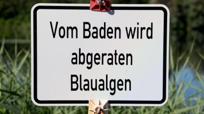 Bild: Julian Stratenschulte/dpa
Am Bismarckweiher in Südbayern und am Untreusee in Nordbayern sind Blaualgen nachgewiesen worden. (Symbolbild)