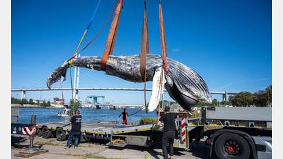 Bild: Stefan Sauer/dpa
Der tote Wal vom Greifswalder Bodden wird aus dem Wasser geholt.