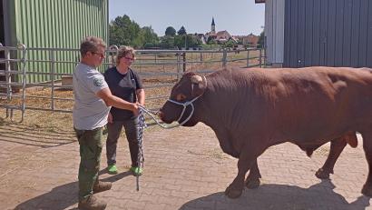 Bild: Stephanie Hladik
Den Strick kennt der fünfjährige Bulle "Kaschperl" bereits und lässt sich von Günter und Erika Sauer meistens bereitwillig führen. Bei der Landestierschau in Moosbach wird er sich unter anderem mit seinem Vater, dem Zuchtstier "Kapuziner", und weiteren Kühen vom Hof präsentieren.