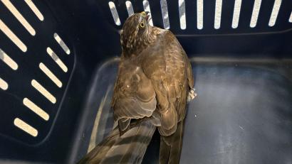 Bild: Frewillige Feuerwehr Weiden
Der verirrte Falke sitzt in einer Transportbox, nachdem er von der Freiwilligen Feuerwehr Weiden gerettet wurde.