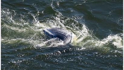 Bild: Philip Dulian/dpa
Im Greifswalder Bodden ist ein toter Wal entdeckt worden.