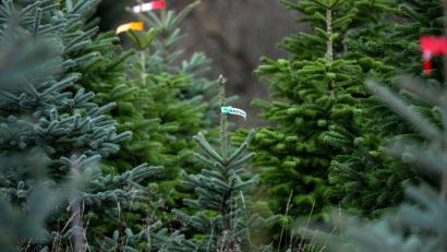 Bild: Pia Bayer/dpa
In Bayern wachsen die meisten Christbäume in eigens angelegten Kulturen. (Symbolbild)