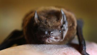 Bild: Karl-Josef Hildenbrand/dpa
Bei einer Breitflügelfledermaus in Würzburg ist das Tollwutvirus nachgewiesen worden. (Symbolbild: Zwergfledermaus)