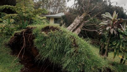 Bild: Stephen Lam/San Francisco Chronicle via AP/dpa
Hurrikan „Lala“ hat auf Hawaiis größter Insel Big Island schwere Schäden hinterlassen.