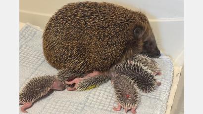 Bild: Kristina Sandig
Acht auf einen Streich, auch wenn auf dem Foto nur sechs zu sehen sind: Elke Fleischmann von der Igelhilfe Schmidmühlen unterstützt dieses Igelweibchen bei der Aufzucht der Jungtiere.