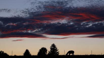 Bild: Karl-Josef Hildenbrand/dpa
Abendstimmung im Allgäu. Lama grast auf der Weide