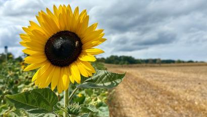 Symbolbild: Gabi Schönberger
Zwischen Sommer und Herbst. Wetterexperte Andy Neumaier blickt auf das Wetter in der kommenden Woche.