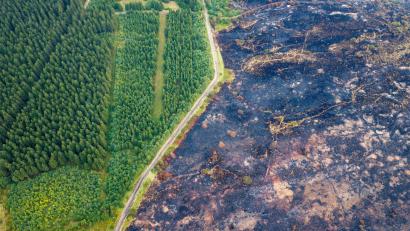 Bild: Christoph Reichwein/dpa
Straße trennt verkohlte Fläche von verschontem Wald im Hohen Venn