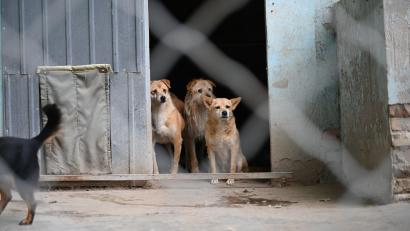 Symbolbild: Johannes Neudecker/dpa
Halbwilde Hunde aus Rumänien und anderen osteuropäischen Staaten werden in Tschechien zum Problem.